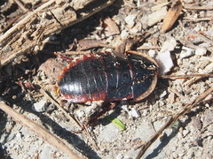 Opisthoplatia orientalis