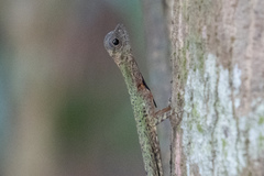 Draco melanopogon