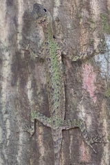 Draco melanopogon