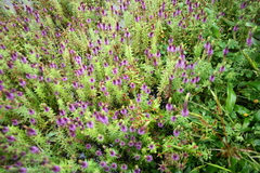 Pogostemon deccanensis