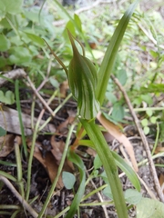 Pterostylis irwinii