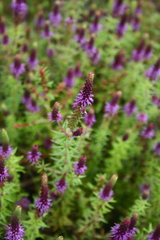 Pogostemon deccanensis