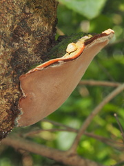 Phellinus igniarius