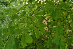 Magnolia × soulangeana