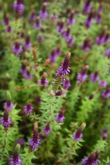 Pogostemon deccanensis