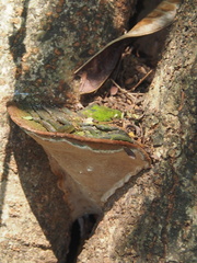 Phellinus igniarius