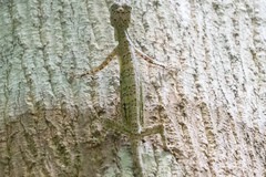 Draco quinquefasciatus