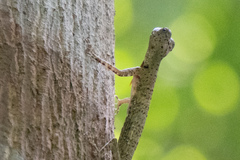Draco quinquefasciatus
