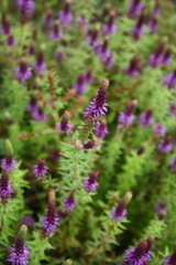 Pogostemon deccanensis