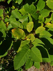 Magnolia sieboldii