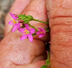 Centaurium tenuiflorum