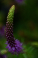 Pogostemon deccanensis