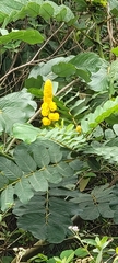 Senna didymobotrya