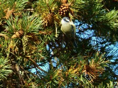 Cyanistes caeruleus