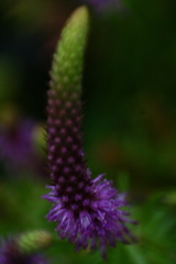 Pogostemon deccanensis