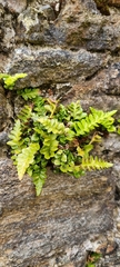 Asplenium marinum