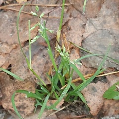 Poa annua