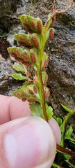 Asplenium marinum