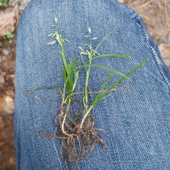 Poa annua