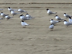 Sterna striata striata