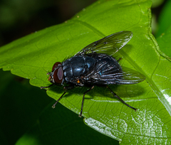 Calliphoroides antennatis