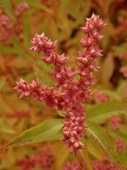 Penthorum sedoides