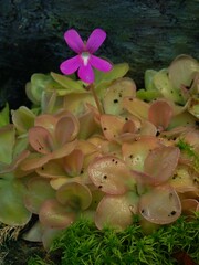 Pinguicula cyclosecta