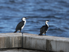 Phalacrocorax fuscescens