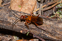 Sphictostethus nitidus