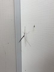 Ctenomorpha marginipennis