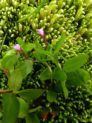 Epilobium anagallidifolium