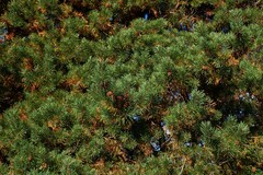 Pinus sylvestris