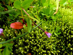 Epilobium anagallidifolium