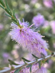 Melaleuca decussata