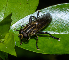 Orthoprosopa bilineata