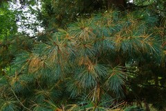 Pinus peuce
