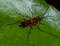 Sphictostethus nitidus