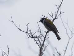 Melithreptus affinis