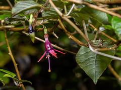 Fuchsia