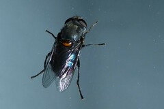 Helophilus hochstetteri