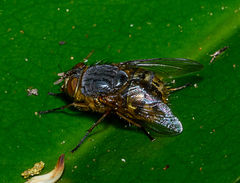 Calliphora hilli