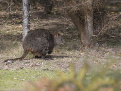 Thylogale billardierii