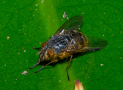 Calliphora hilli