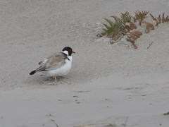 Thinornis cucullatus