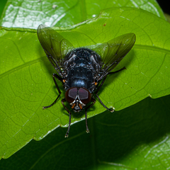 Calliphoroides antennatis