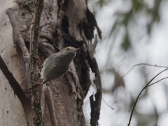 Acanthiza ewingii ewingii