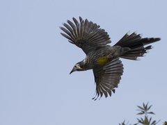 Anthochaera paradoxa paradoxa