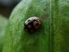 Adalia decempunctata