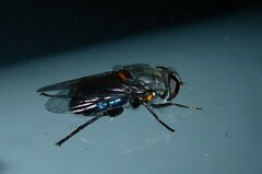 Helophilus hochstetteri