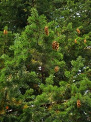 Pseudotsuga menziesii